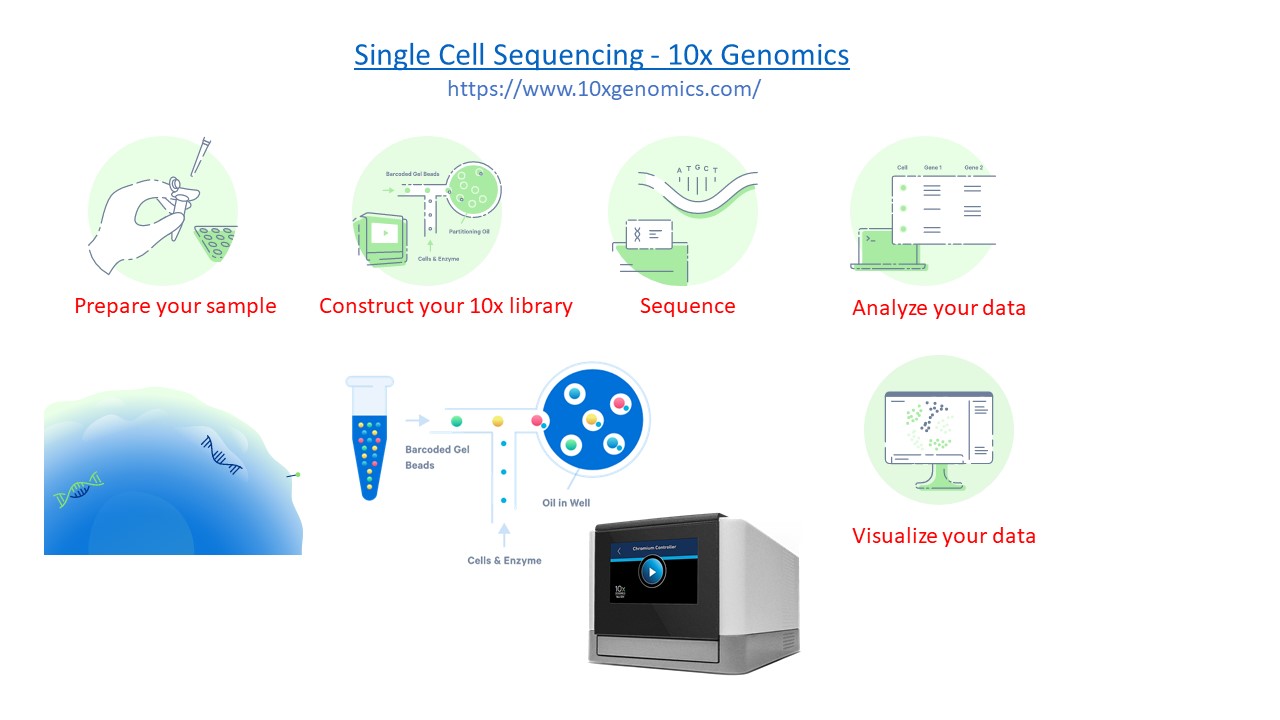 SingleCell-SamplePreparation.jpg